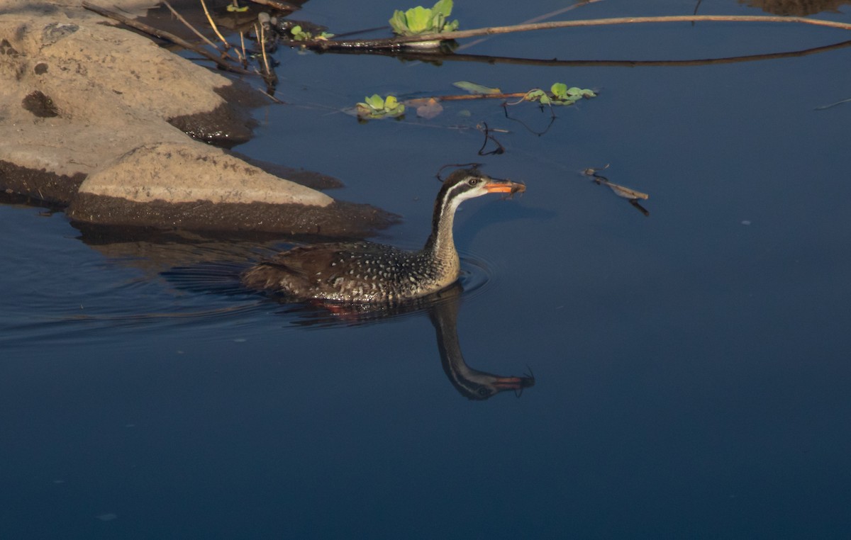 African Finfoot - ML117601901