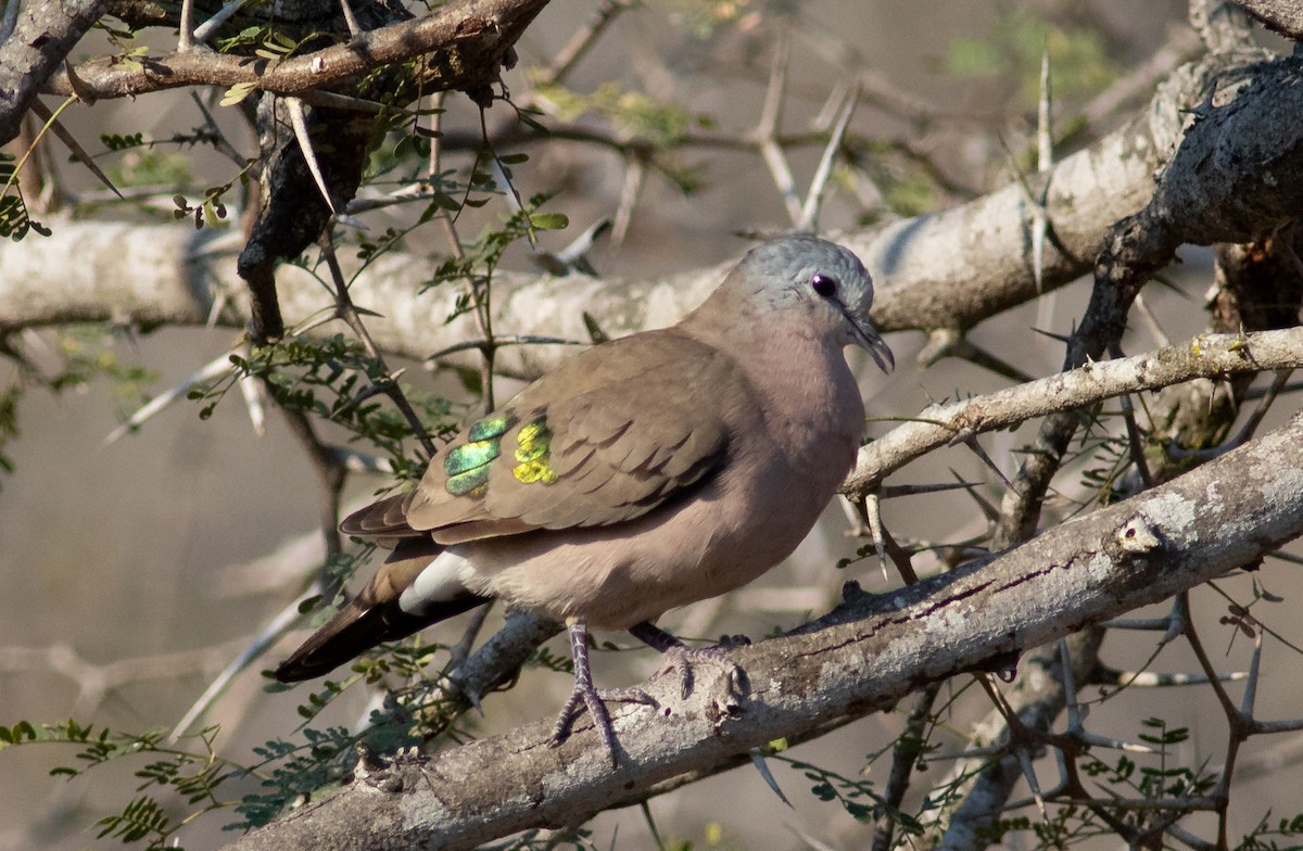 Emerald-spotted Wood-Dove - Oliver Burton