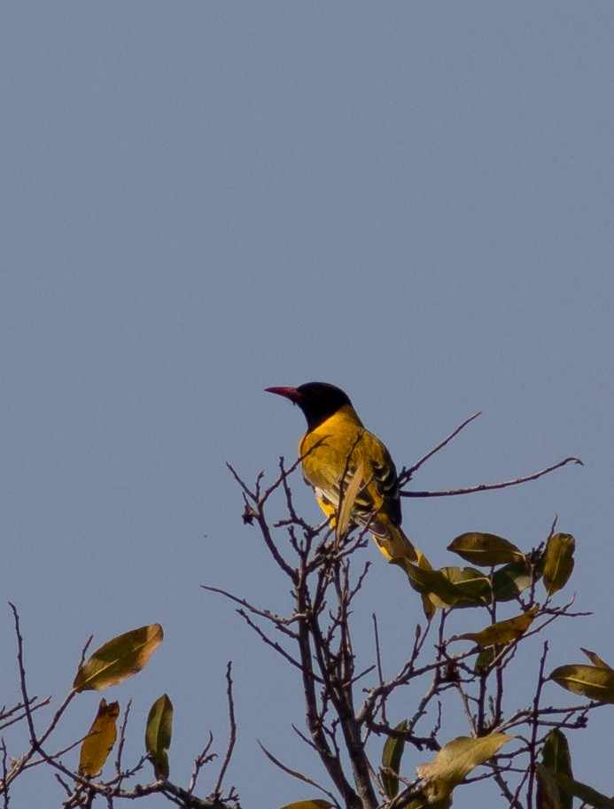 African Black-headed Oriole - ML117601971