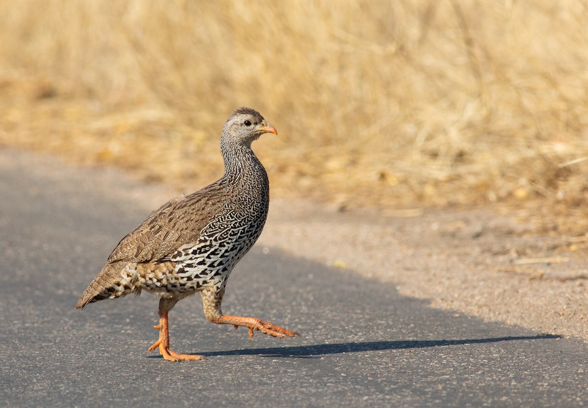 Natal Spurfowl - Oliver Burton