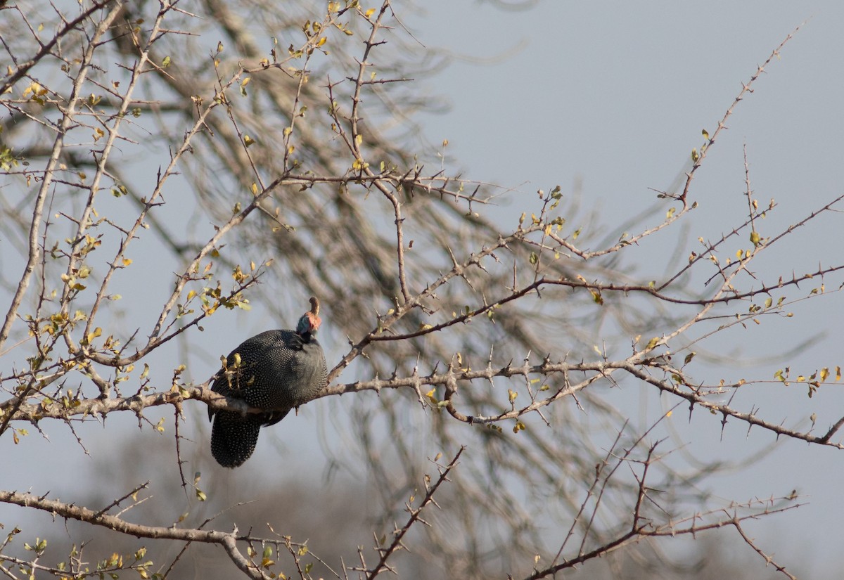 Helmeted Guineafowl - ML117602071