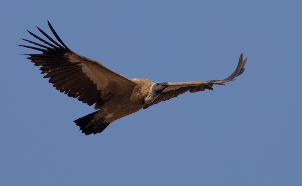 White-backed Vulture - ML117602081