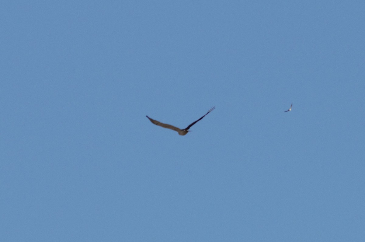 Short-toed Snake-Eagle - Alexandre Hespanhol Leitão