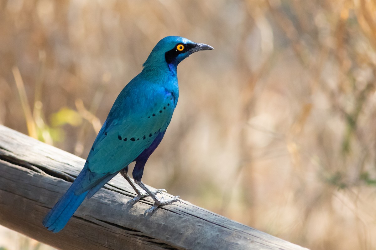 Greater Blue-eared Starling - ML117602351