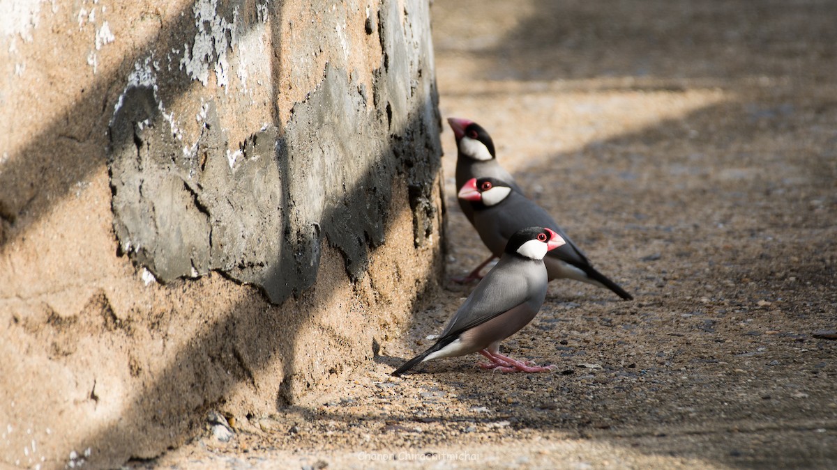 Java Sparrow - Chanon Chirachitmichai