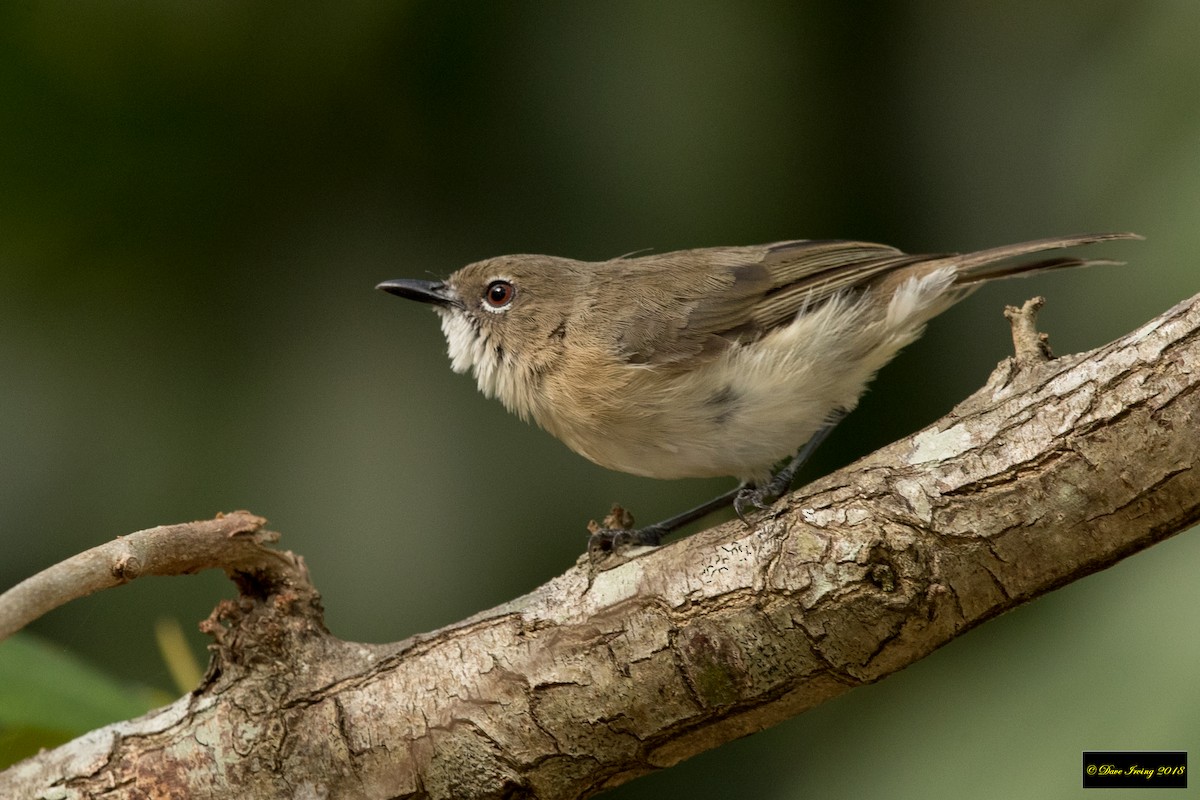 Large-billed Gerygone - David Irving