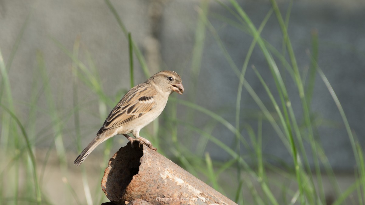 House Sparrow - Chanon Chirachitmichai