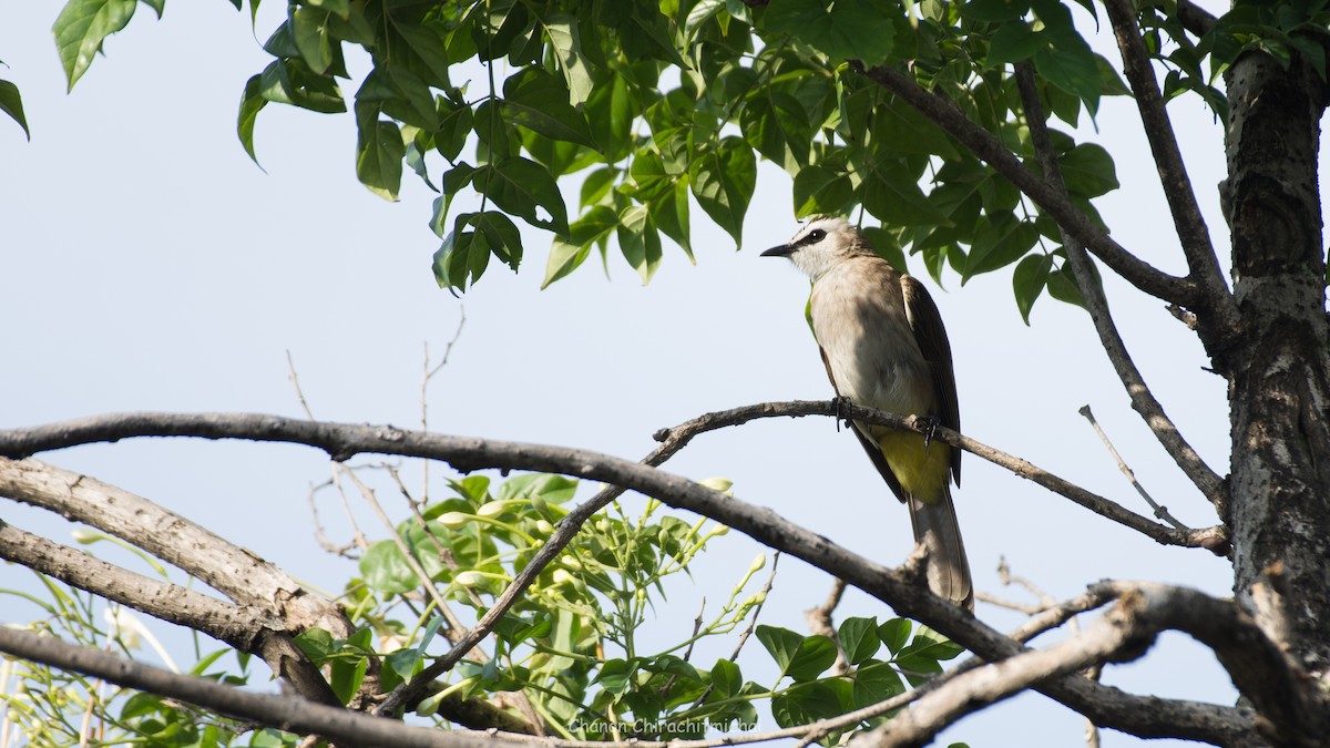 Yellow-vented Bulbul - Chanon Chirachitmichai