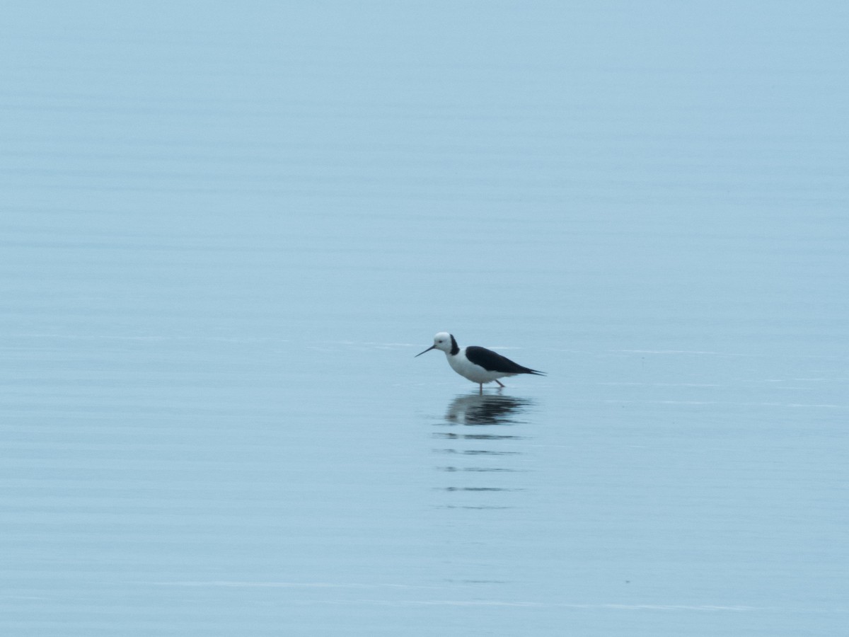 Pied Stilt - Liam Pratt