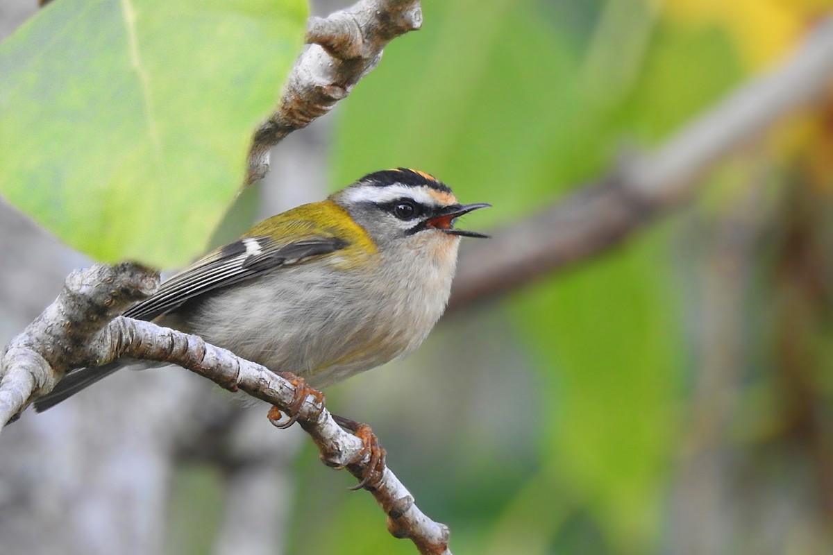 Common Firecrest - Rui Jorge