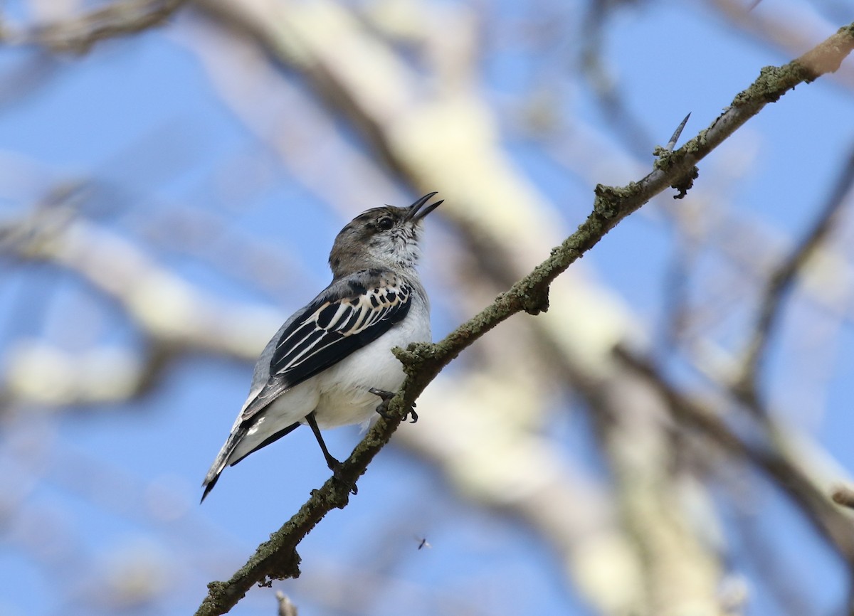 White-winged Triller - ML117604951