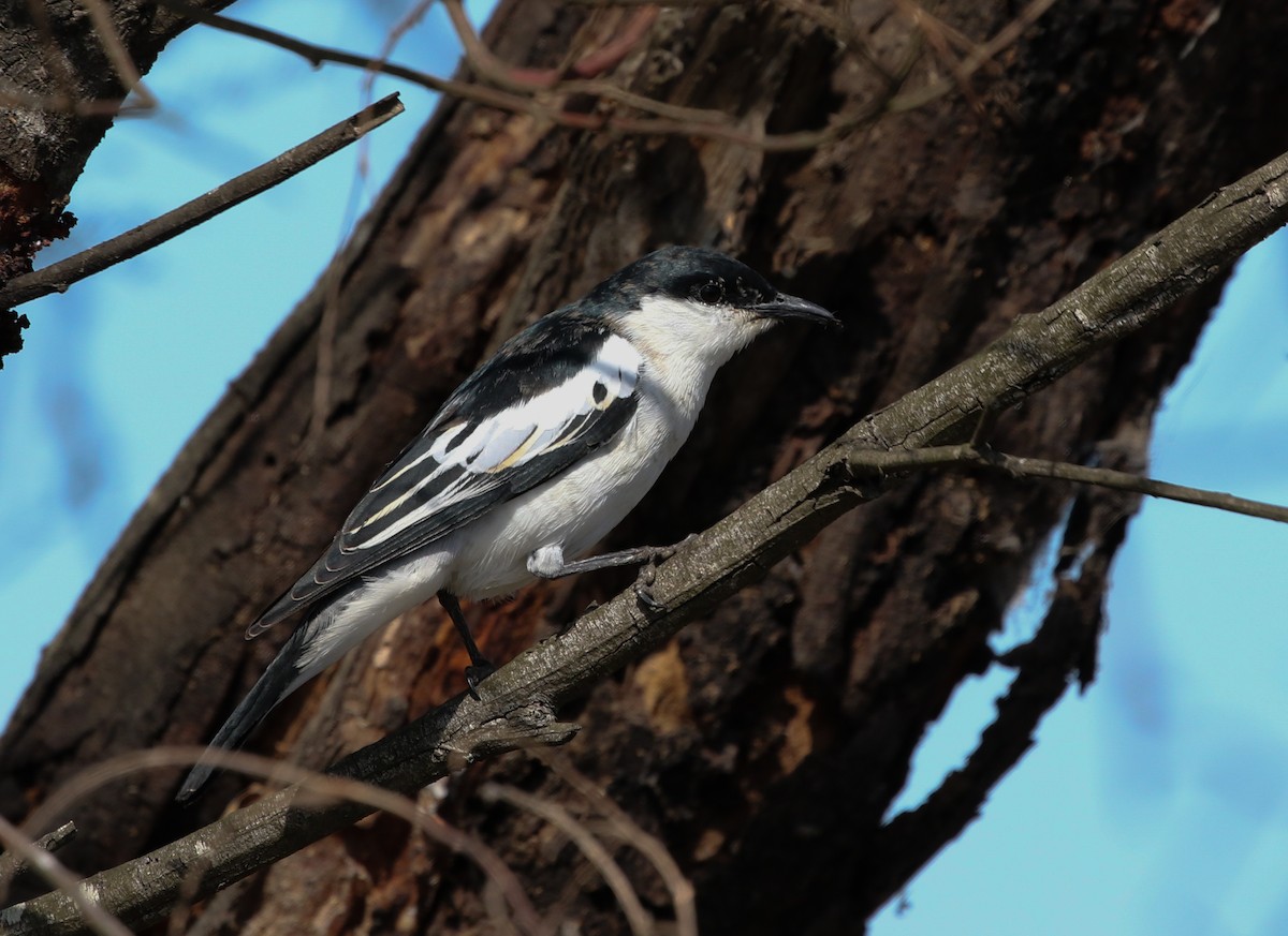 White-winged Triller - ML117605001