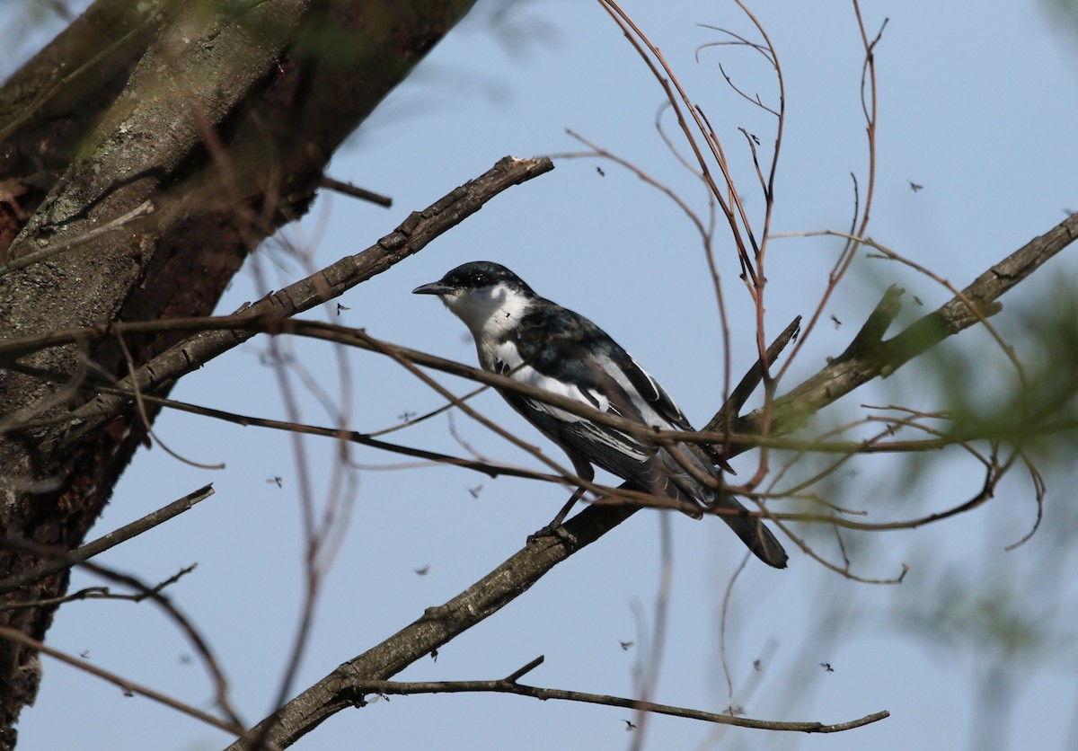 White-winged Triller - ML117605041