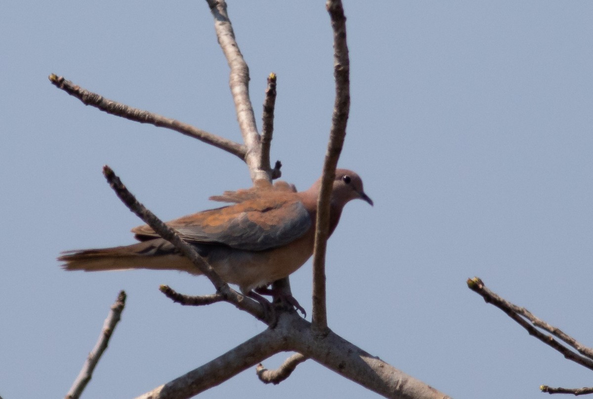 Laughing Dove - ML117605341