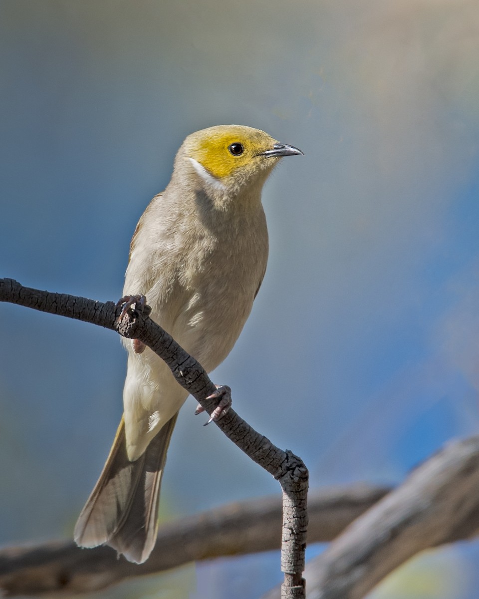 White-plumed Honeyeater - ML117606591