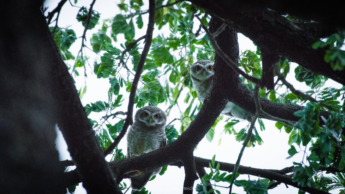 Spotted Owlet - Chanon Chirachitmichai