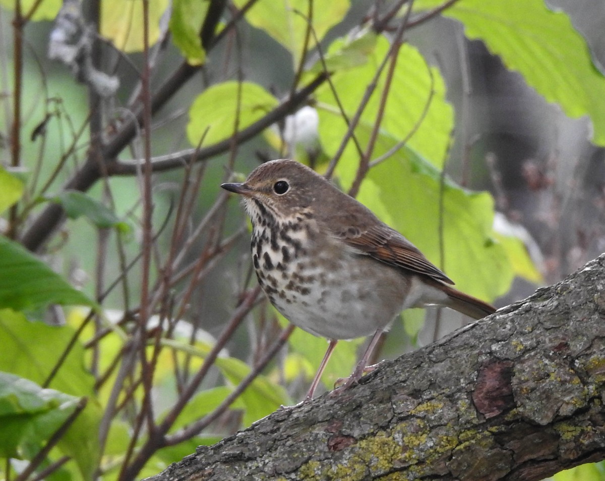 Hermit Thrush - ML117608921