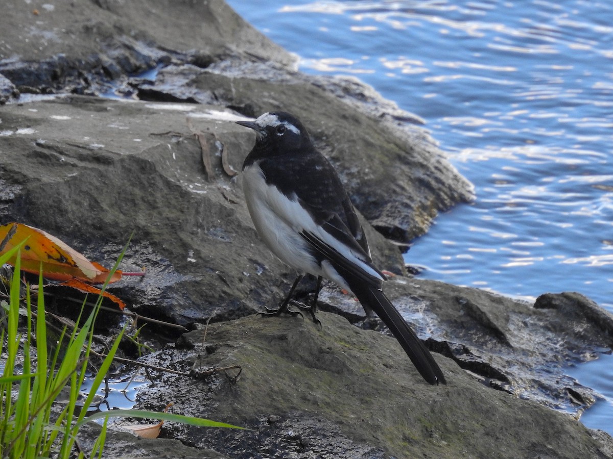 Japanese Wagtail - Anonymous