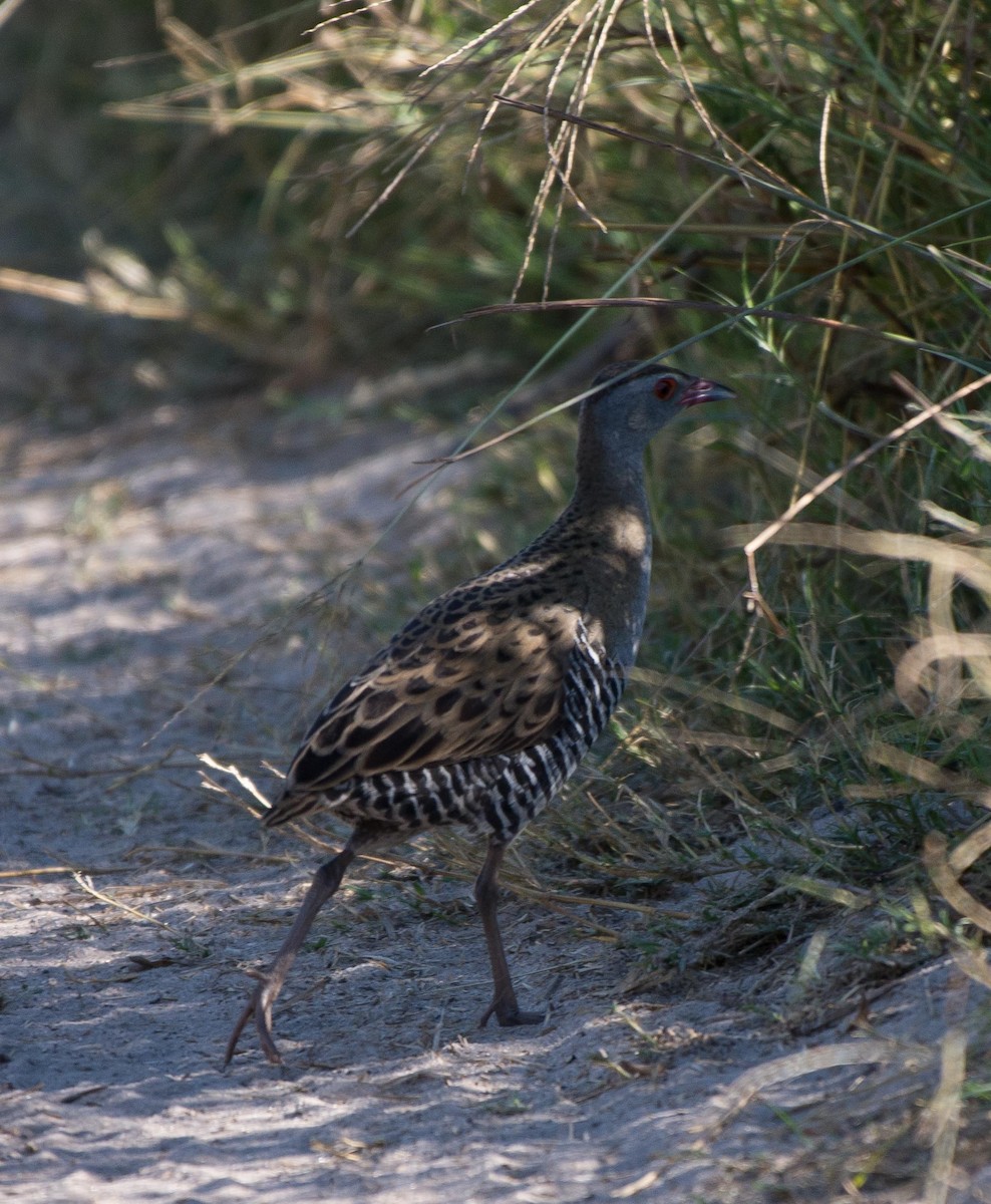 African Crake - ML117609441