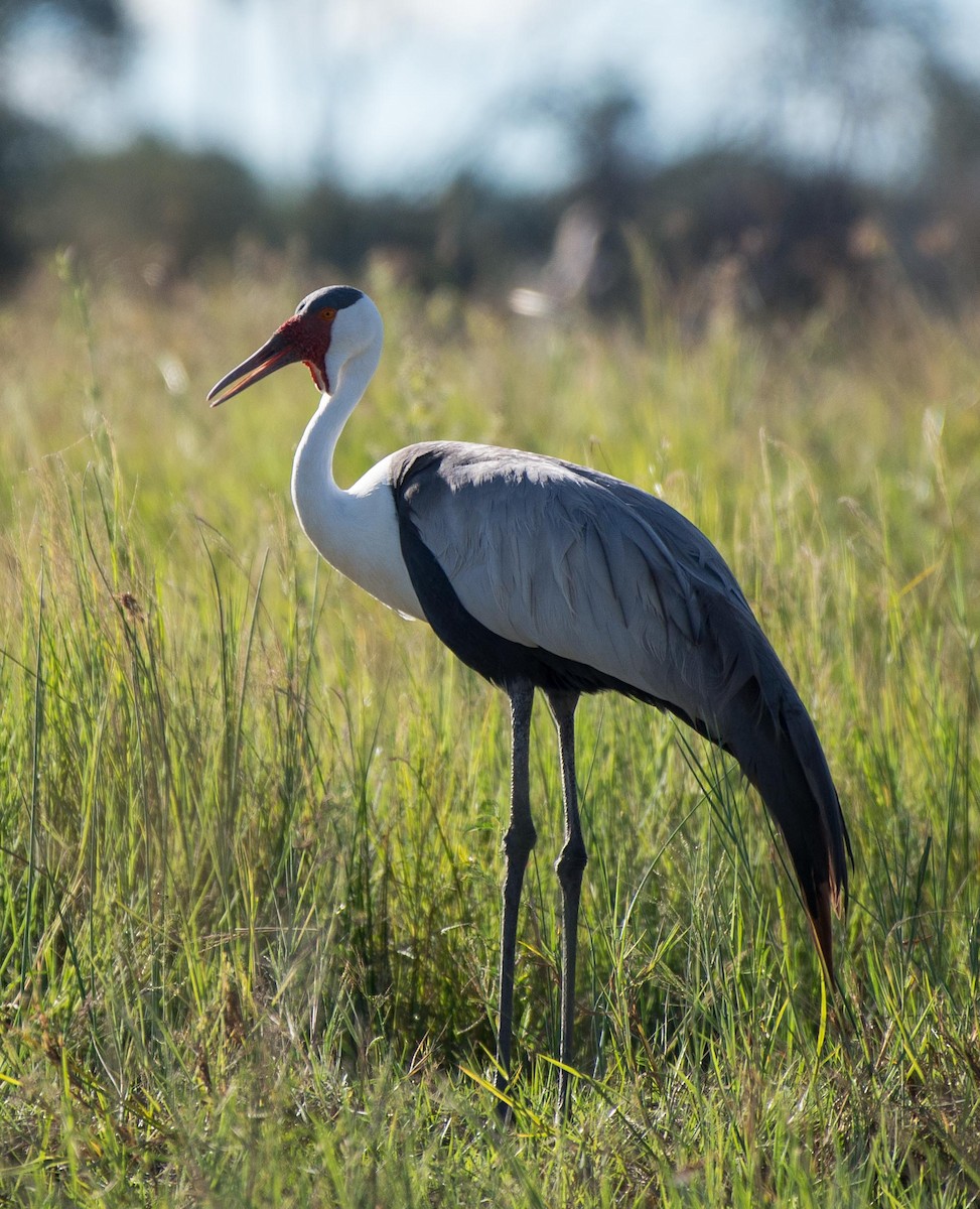 Wattled Crane - ML117609491