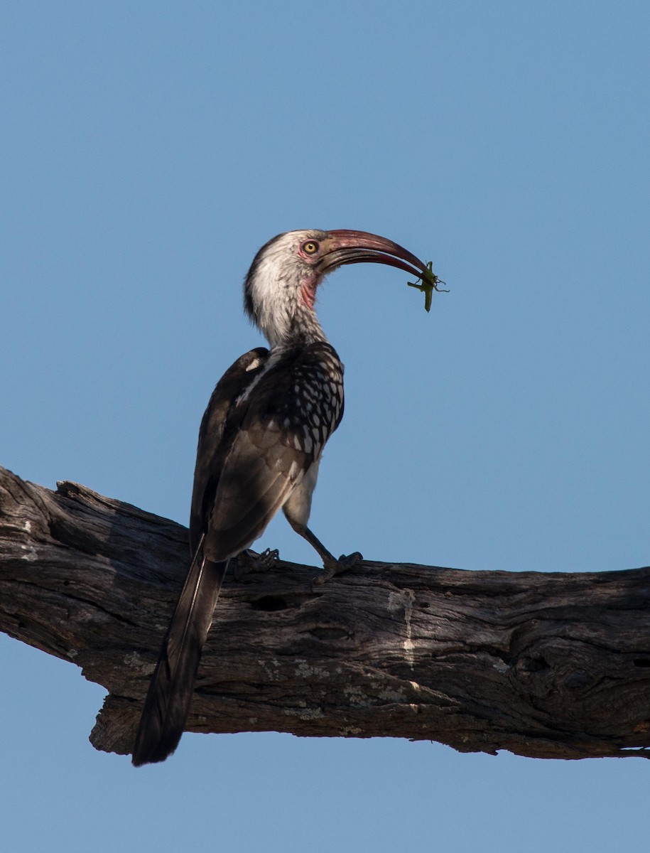 Southern Red-billed Hornbill - Simon Carter