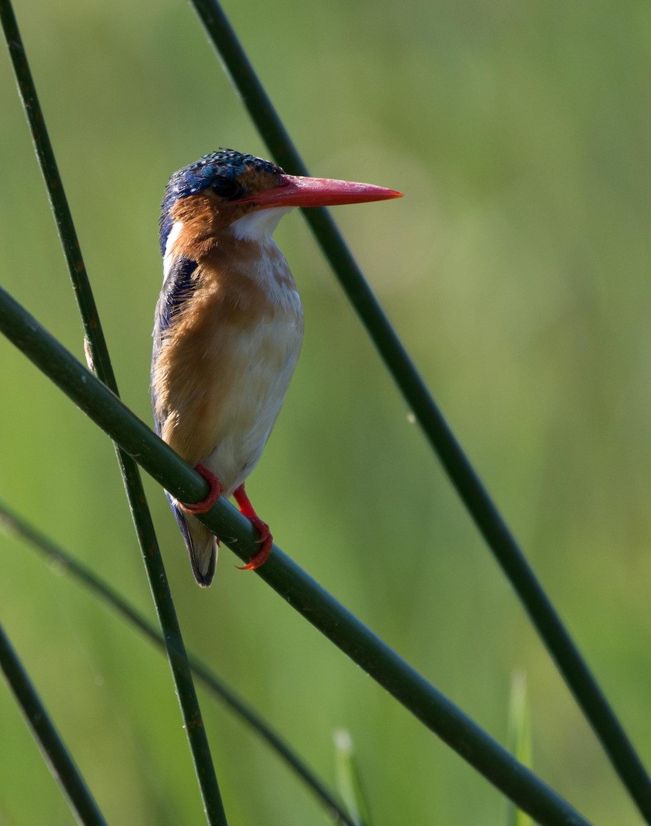 Malachite Kingfisher - ML117609621