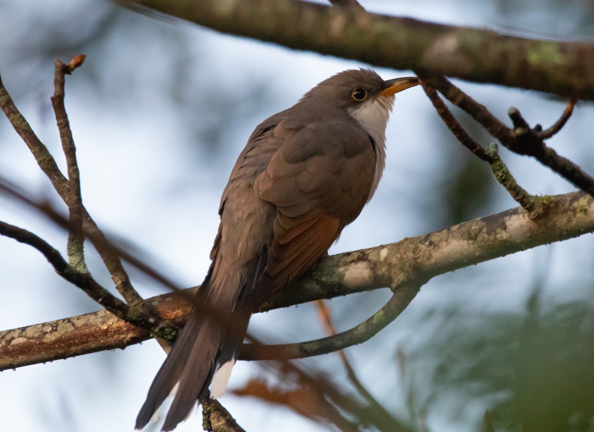 Yellow-billed Cuckoo - ML117609631