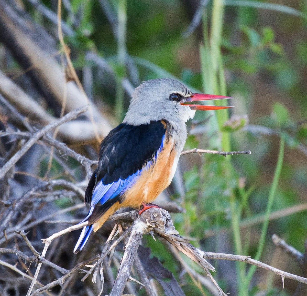 Gray-headed Kingfisher - ML117609641