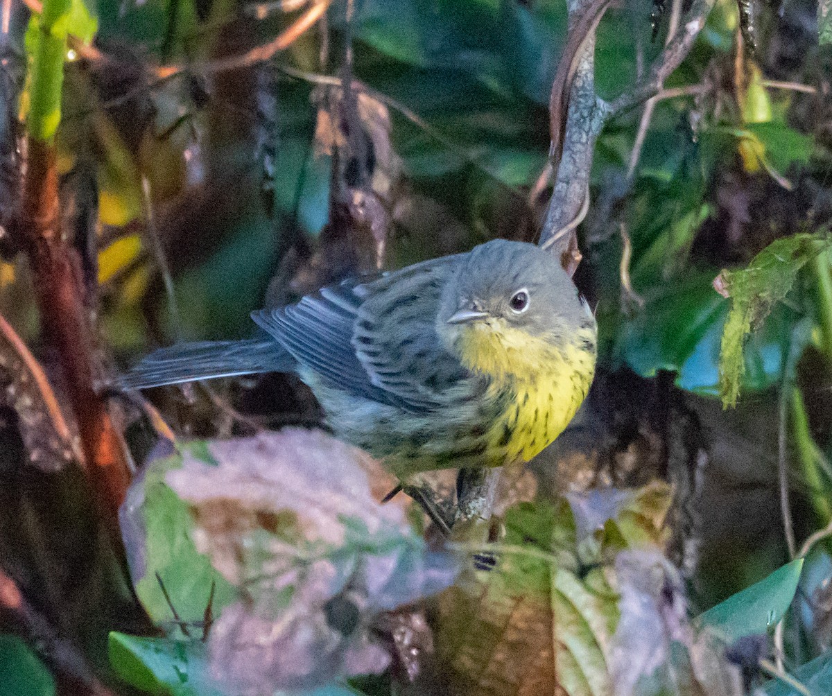 Kirtland's Warbler - ML117609651