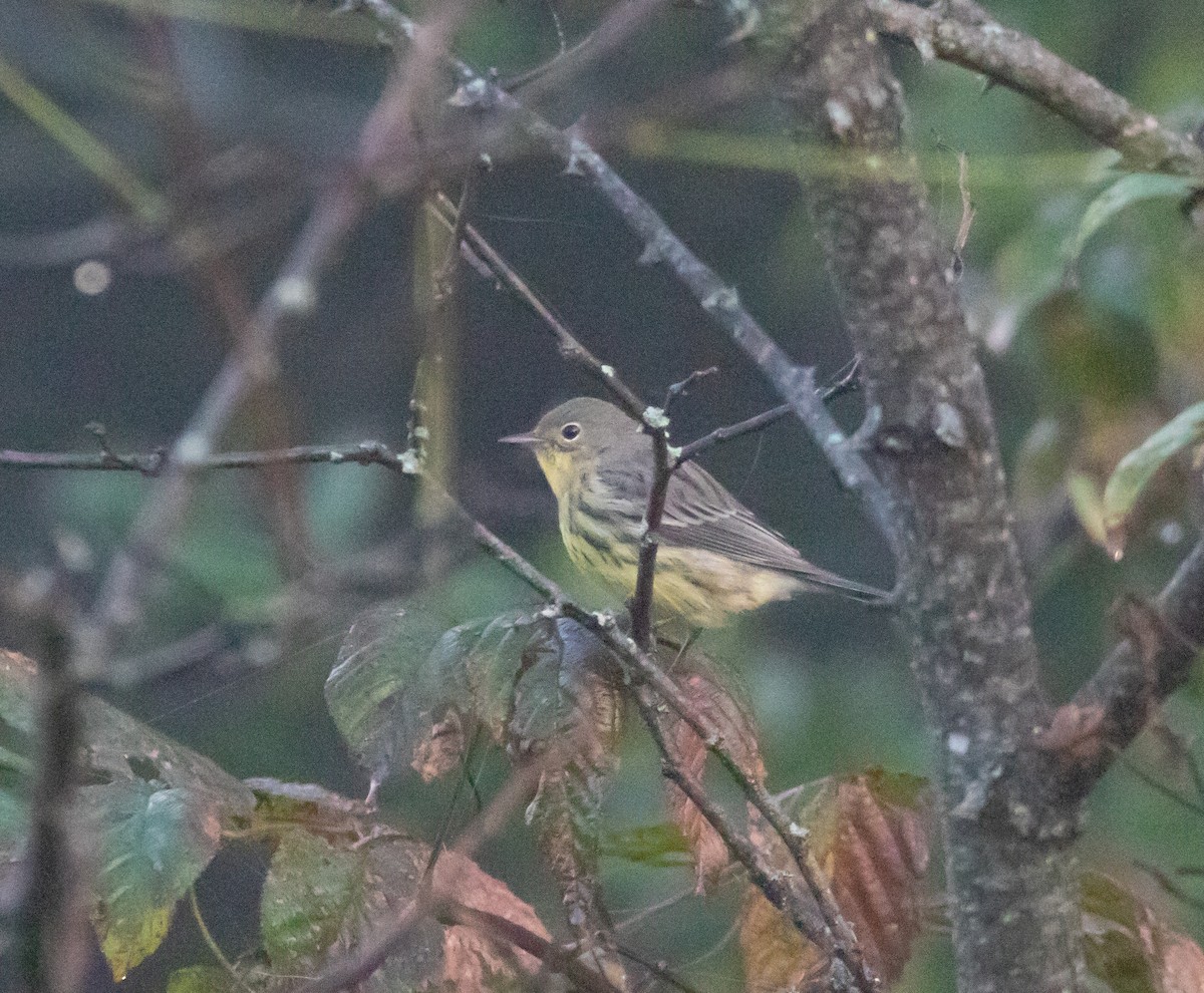 Kirtland's Warbler - ML117609661