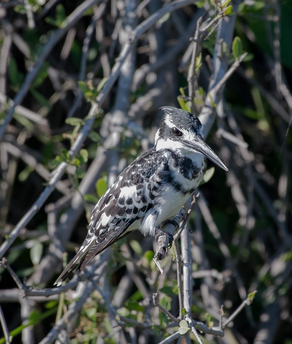 Pied Kingfisher - ML117609691