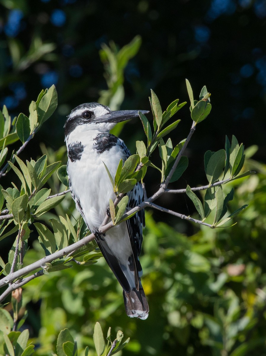 Pied Kingfisher - ML117609701