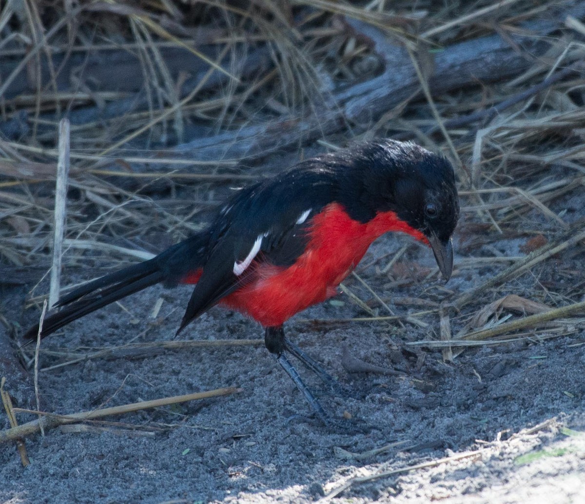 Crimson-breasted Gonolek - ML117609781