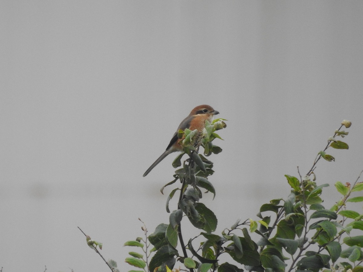 Bull-headed Shrike - ML117609891