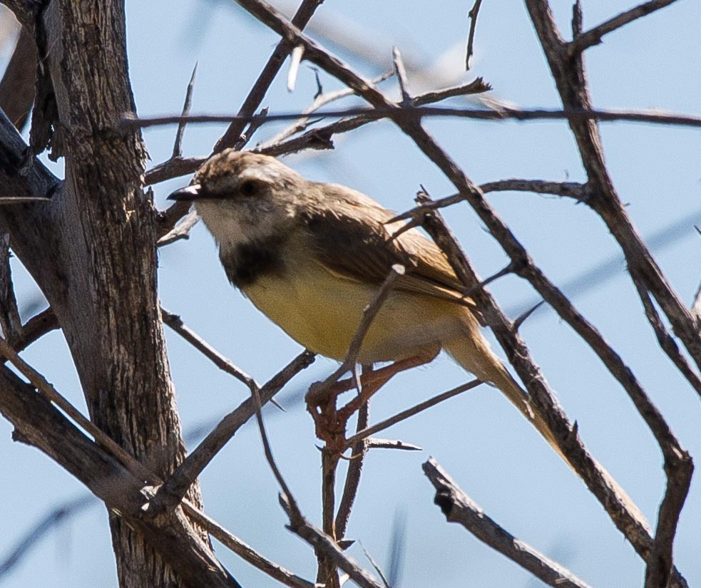 Black-chested Prinia - Simon Carter