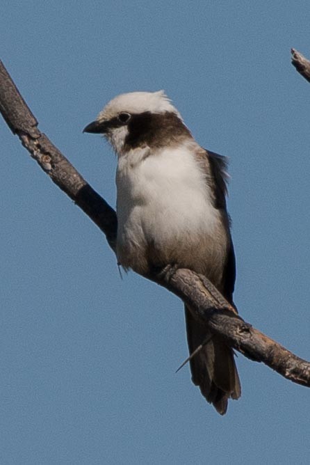 White-crowned Shrike - Simon Carter