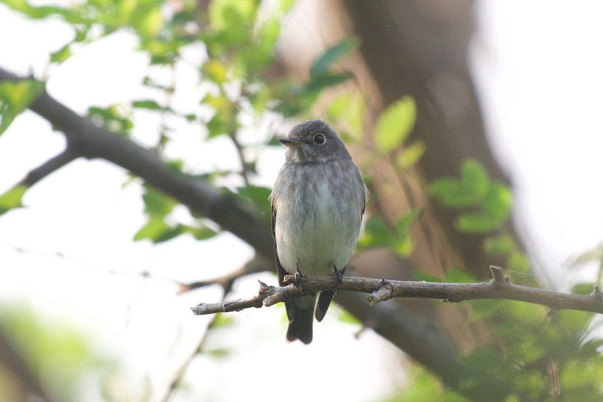 Dark-sided Flycatcher - ML117610171