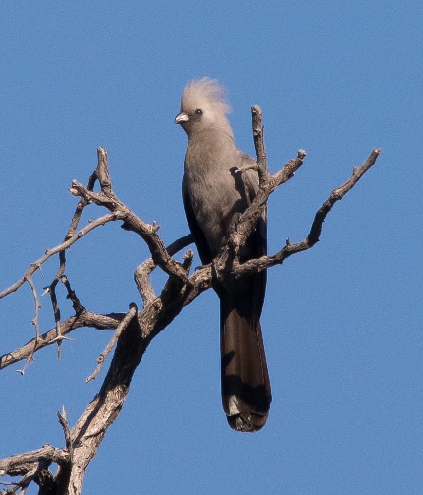 Gray Go-away-bird - Simon Carter