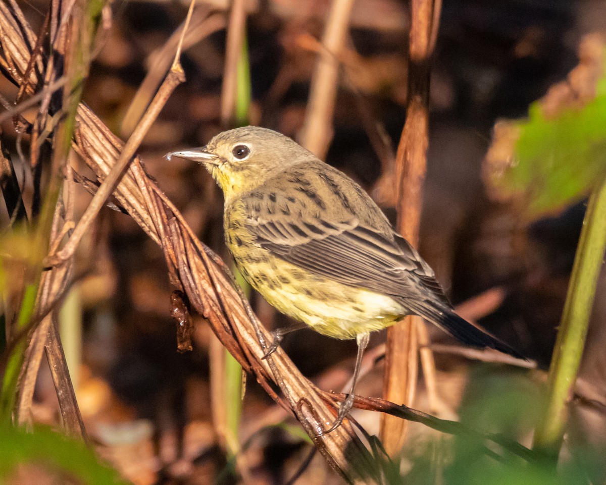 Kirtland's Warbler - ML117610311