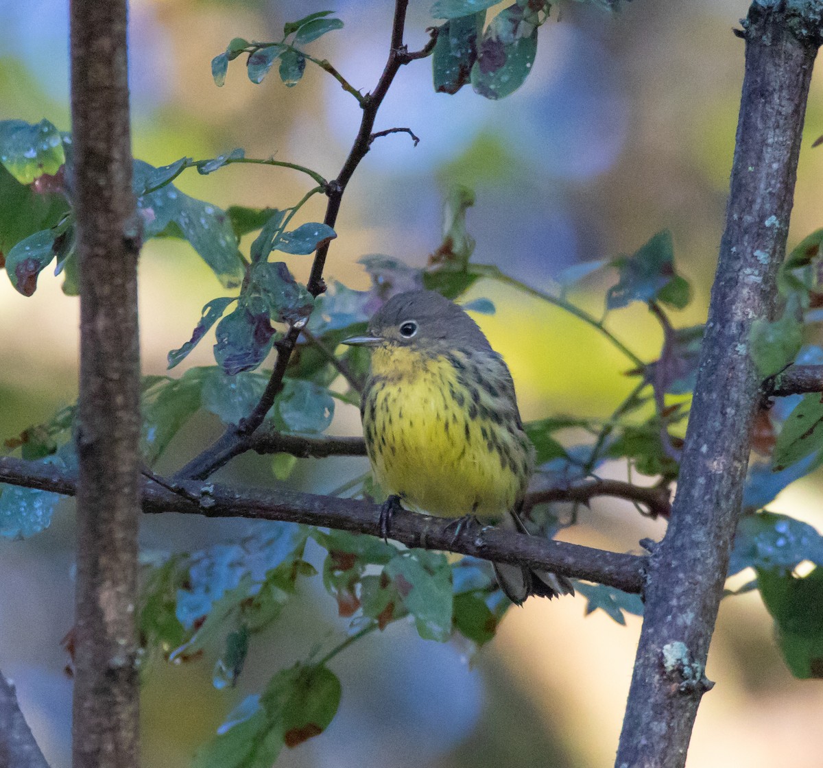 Kirtland's Warbler - ML117610331