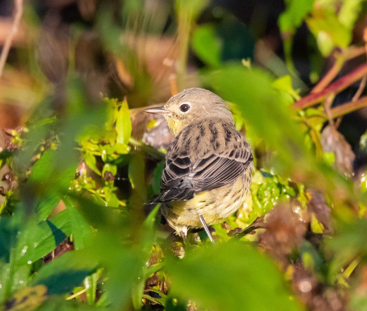 Kirtland's Warbler - ML117610351