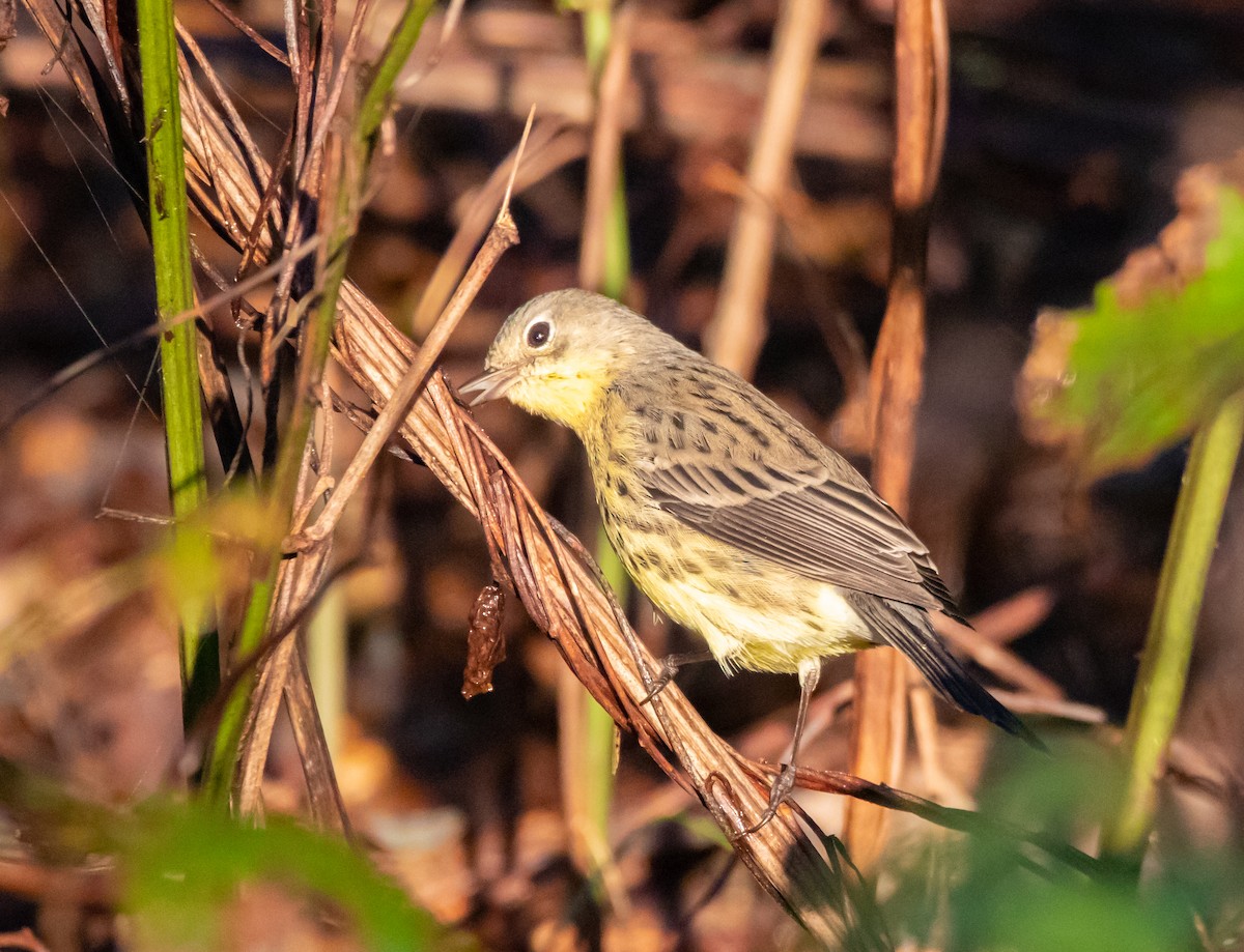 Kirtland's Warbler - ML117610361