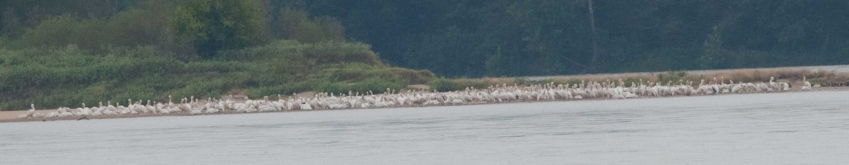 pelikán severoamerický - ML117610911