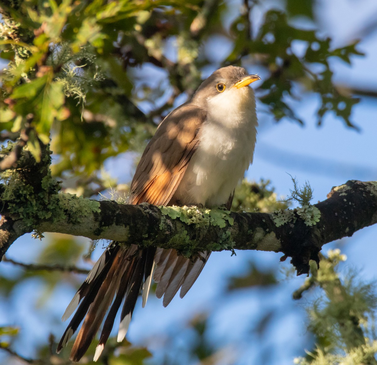 Yellow-billed Cuckoo - ML117610941