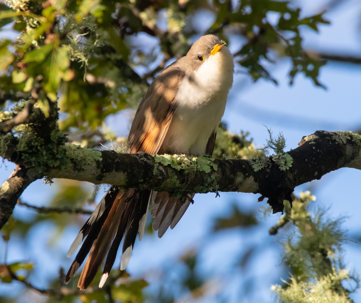 Yellow-billed Cuckoo - ML117610951
