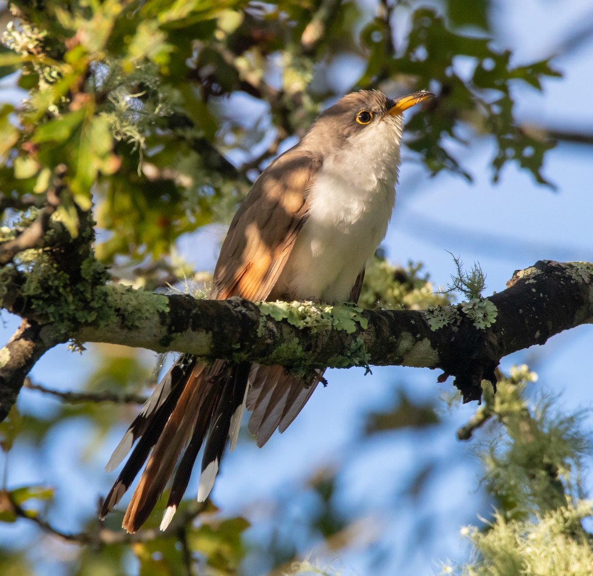 Yellow-billed Cuckoo - ML117610971