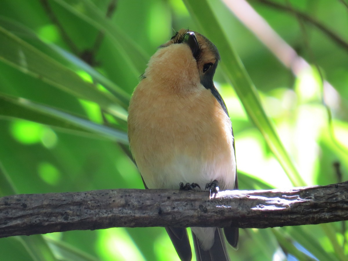 Palau Flycatcher - ML117611271