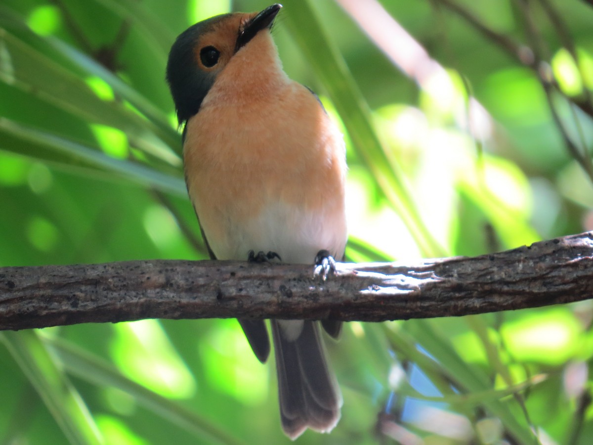 Palau Flycatcher - ML117611291