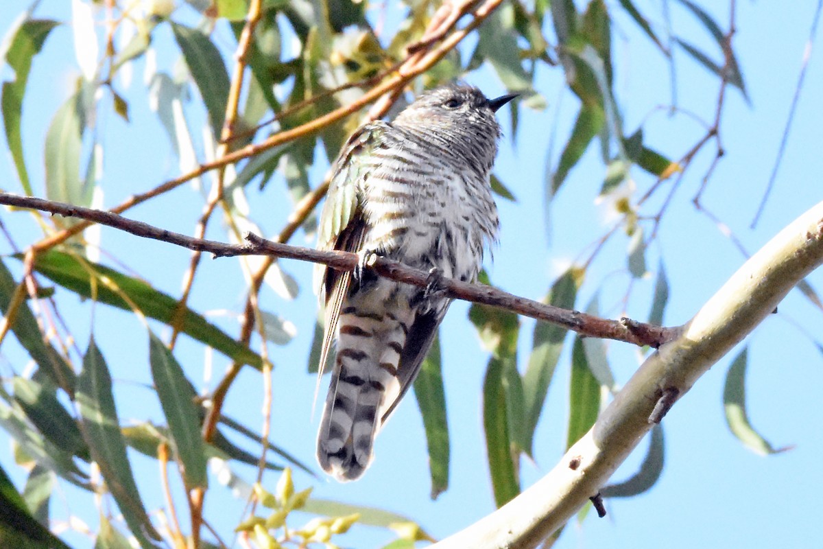 Shining Bronze-Cuckoo - ML117611351