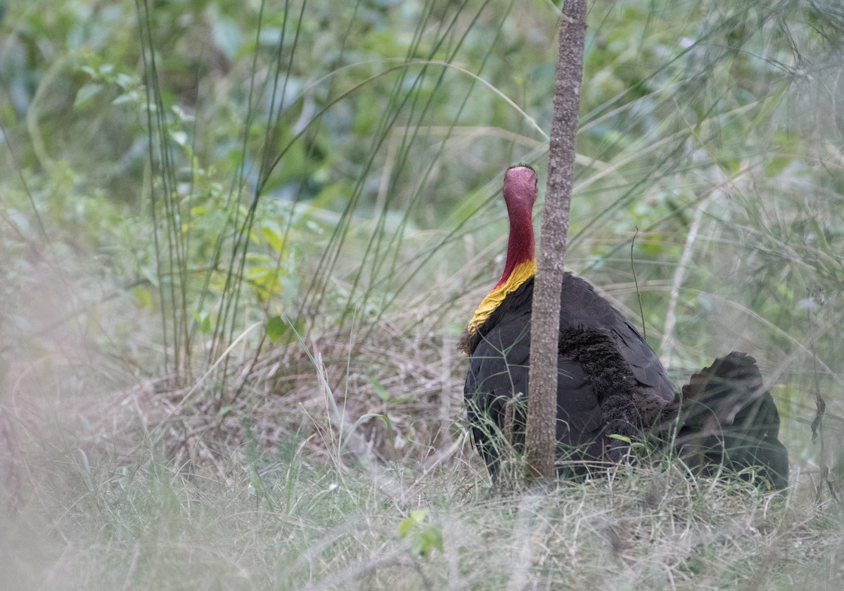 Australian Brushturkey - ML117611481